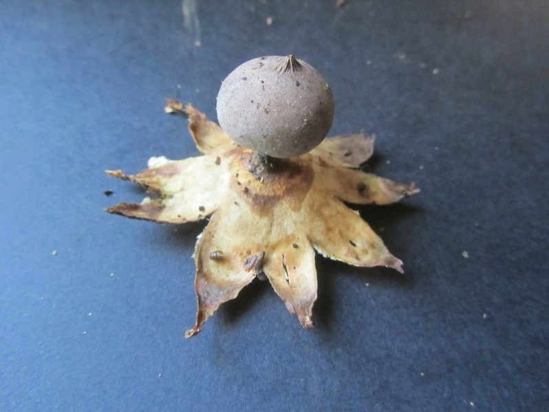 Geastrum pectinatum Pers., 1801