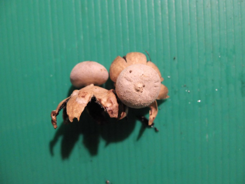 Geastrum rufescens Pers., 1801