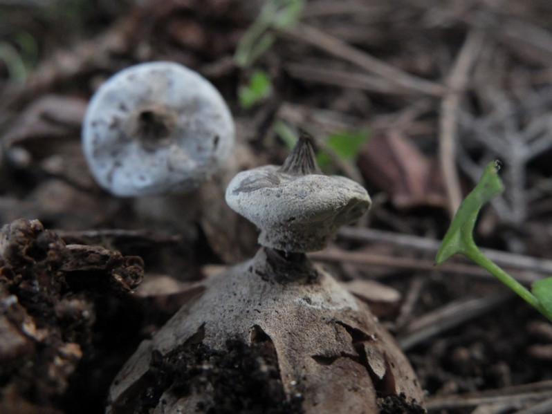 Geastrum striatum DC., 1805