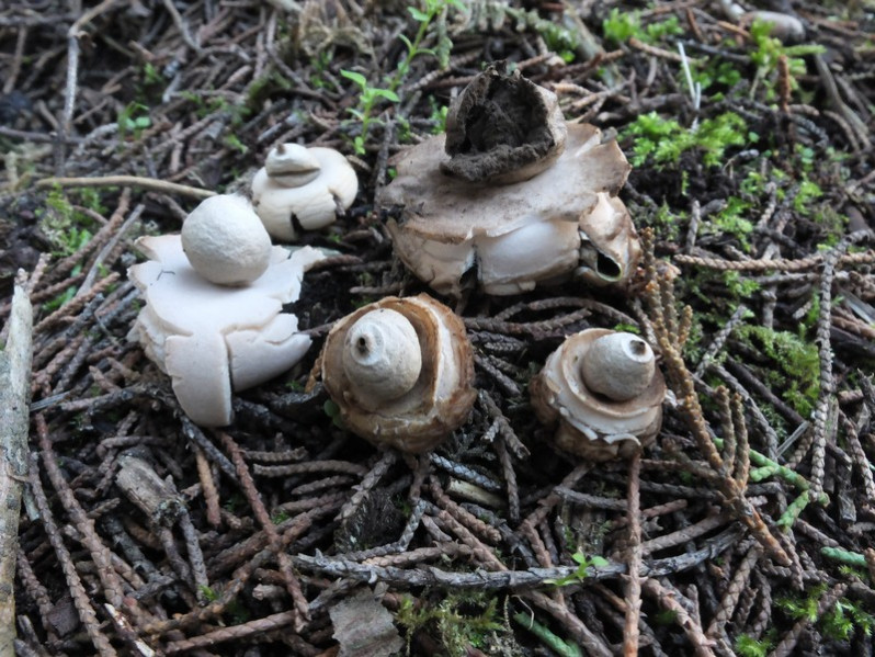 Geastrum triplex Jungh., 1840