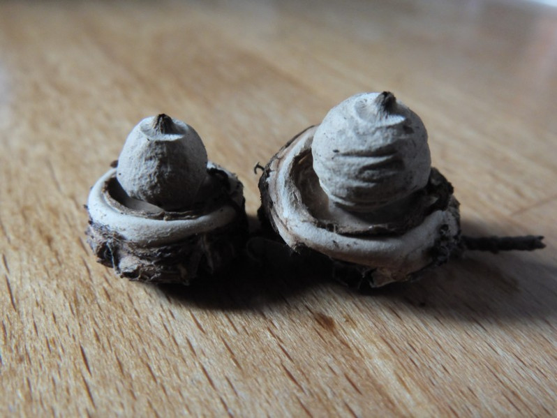 Geastrum triplex Jungh., 1840