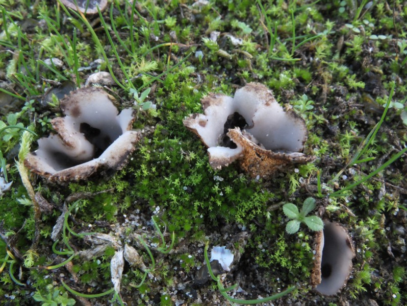 Geopora arenicola (Lév.) Kers, 1974