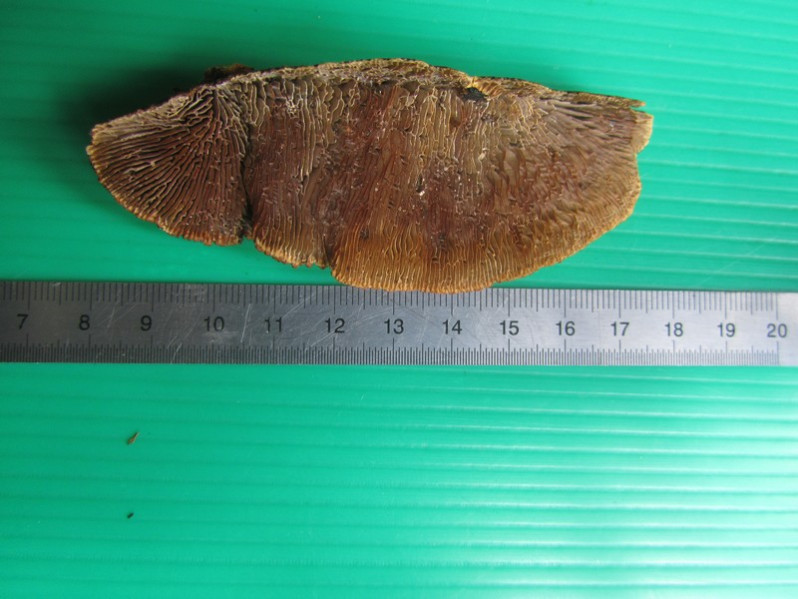 Gloeophyllum sepiarium (Wulfen) P.Karst., 1882