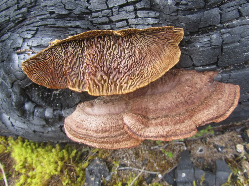 Gloeophyllum sepiarium (Wulfen) P.Karst., 1882
