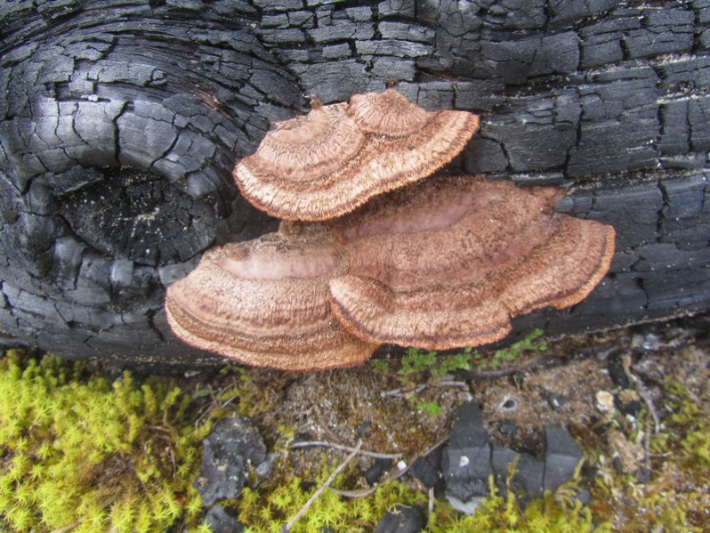 Gloeophyllum sepiarium (Wulfen) P.Karst., 1882