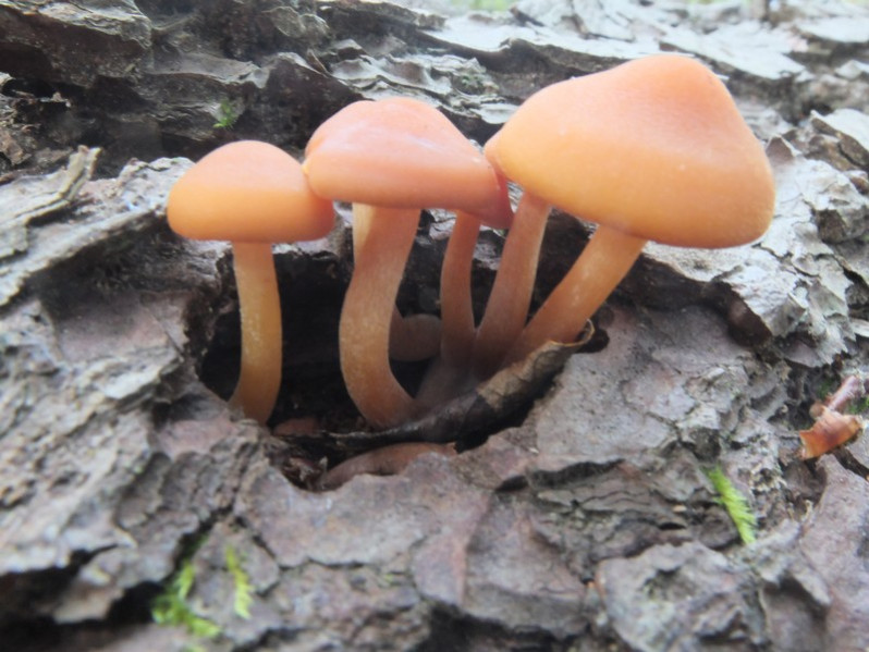Gymnopilus penetrans (Fr.) Murrill, 1912
