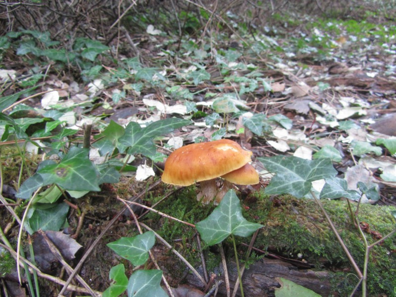 Gymnopilus penetrans (Fr.) Murrill, 1912