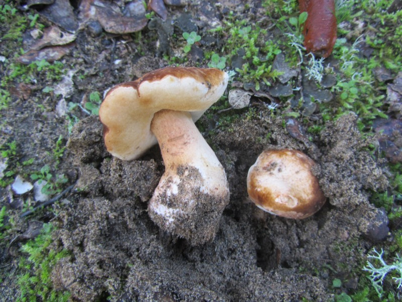Gyroporus ammophilus (M.L.Castro & L.Freire) M.L.Castro & L.Freire, 1995