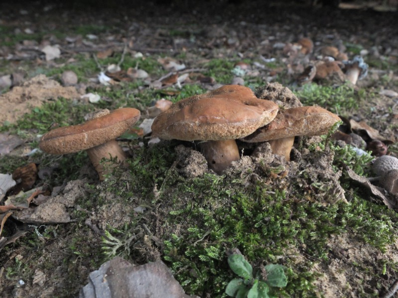 Gyroporus ammophilus (M.L.Castro & L.Freire) M.L.Castro & L.Freire, 1995