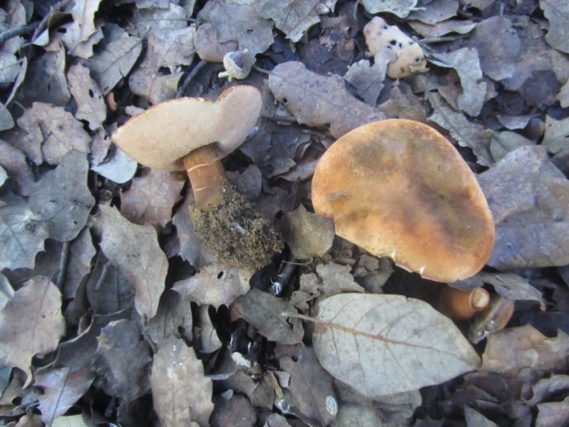 Gyroporus ammophilus (M.L.Castro & L.Freire) M.L.Castro & L.Freire, 1995