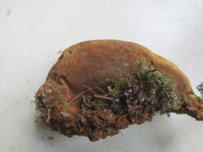 Hapalopilus rutilans (Pers.) Murrill, 1904
