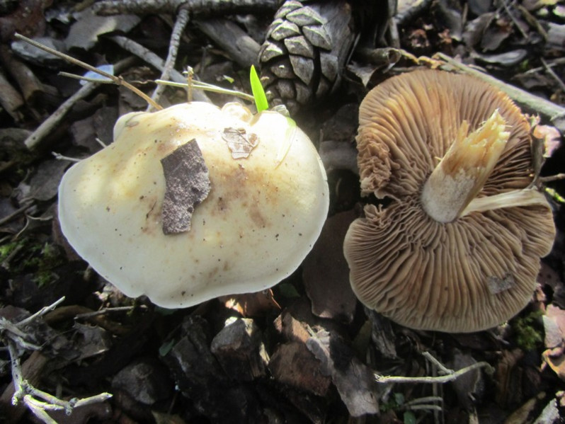 Hebeloma laterinum (Batsch) Vesterh., 2005