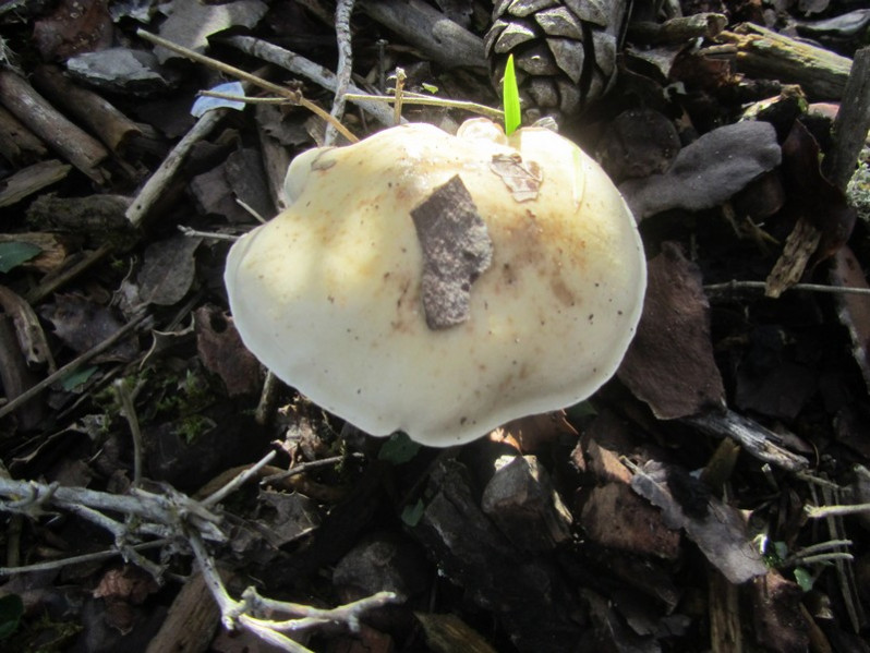 Hebeloma laterinum (Batsch) Vesterh., 2005