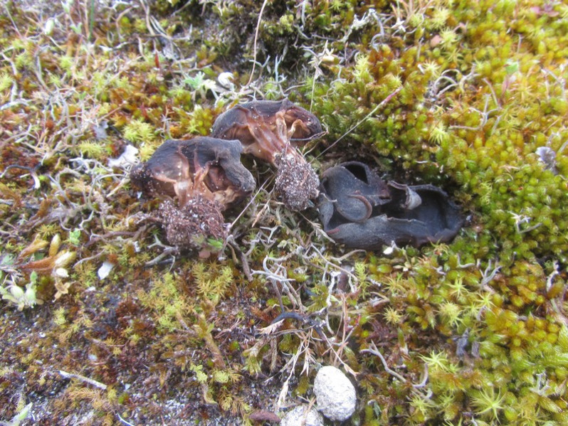 Helvella acetabulum (L.) Quél., 1874