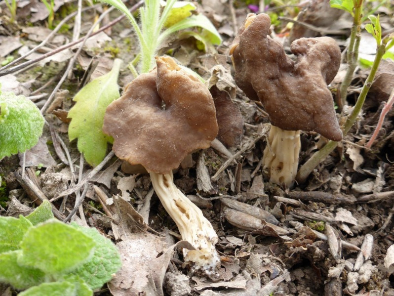 Helvella fusca Gillet, 1879