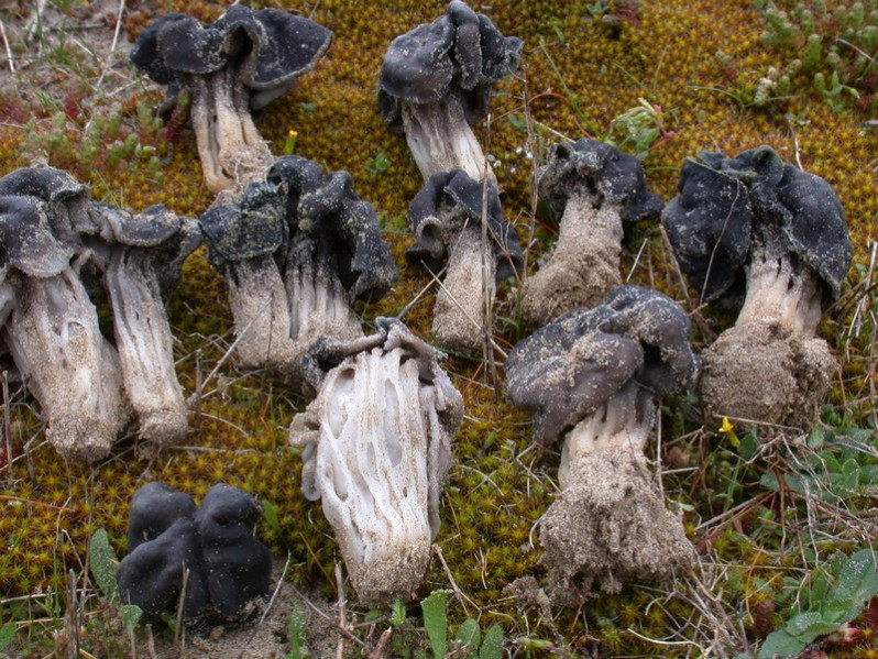 Helvella juniperi M.Filippa & Baiano, 1999