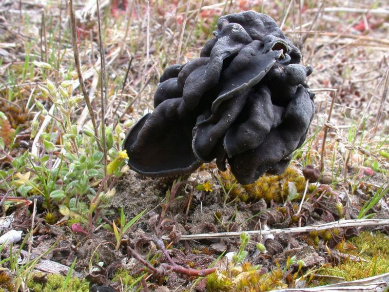 Helvella juniperi M.Filippa & Baiano, 1999