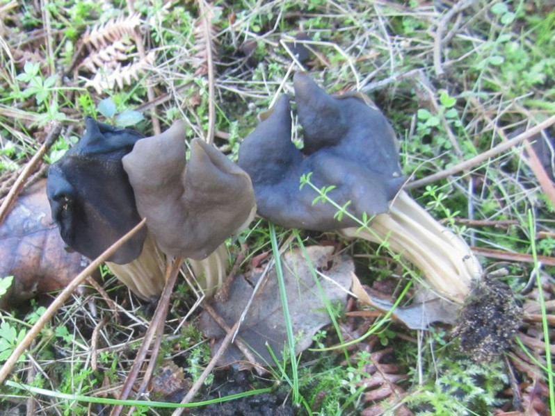 Helvella lacunosa Afzel., 1783