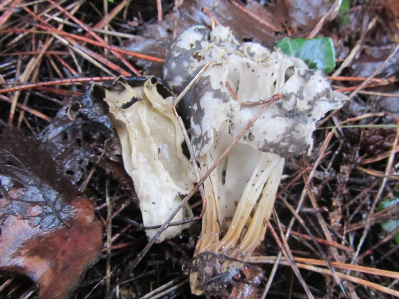 Helvella lacunosa Afzel., 1783