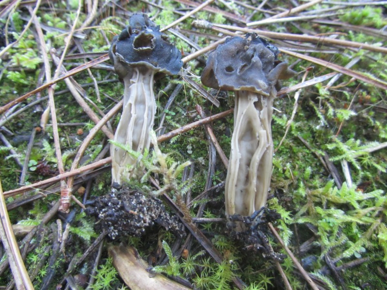 Helvella lacunosa Afzel., 1783