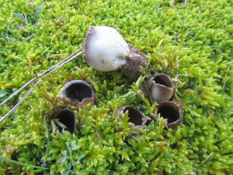 Dissingia leucomelaena (Pers.) K.Hansen & X.H.Wang, 2019