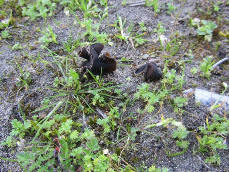 Helvella monachella (Scop.) Fr., 1822