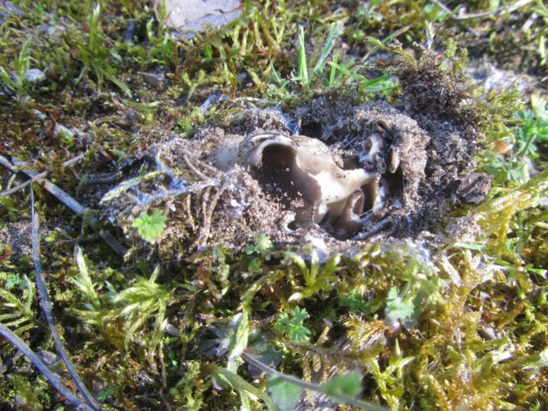 Helvella monachella (Scop.) Fr., 1822