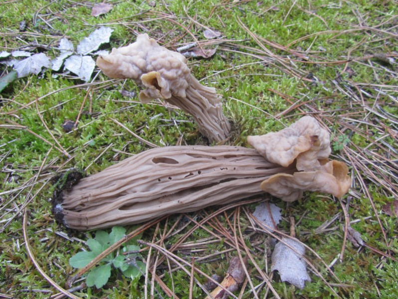 Helvella pityophila Boud., 1887