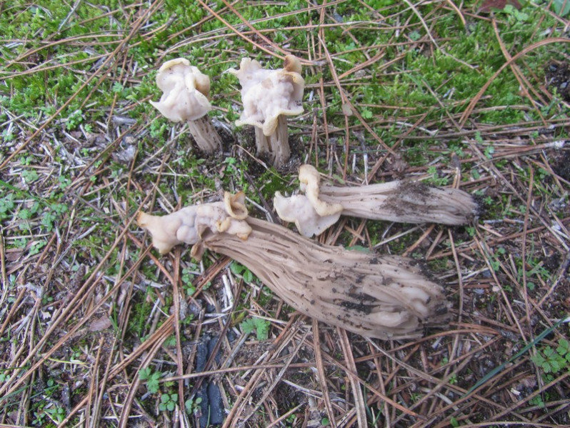Helvella pityophila Boud., 1887