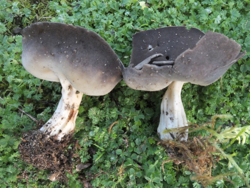 Helvella solitaria P.Karst., 1871