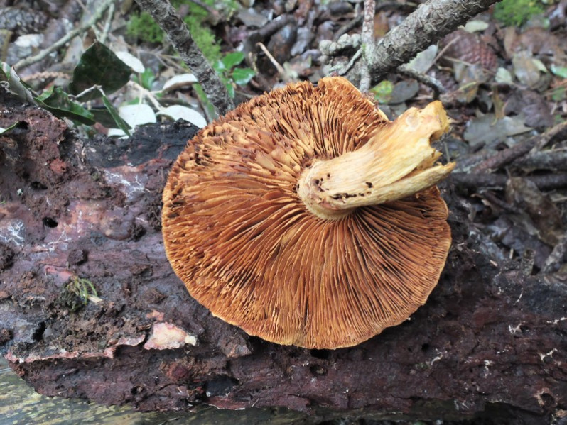 Hemipholiota heteroclita (Fr.) Bon, 1986