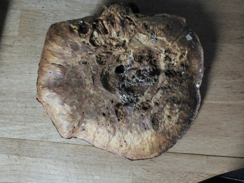 Hemipholiota heteroclita (Fr.) Bon, 1986
