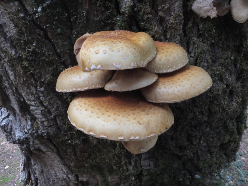 Hemipholiota populnea (Pers.) Bon, 1986