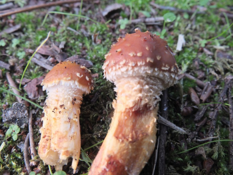 Hemipholiota populnea (Pers.) Bon, 1986