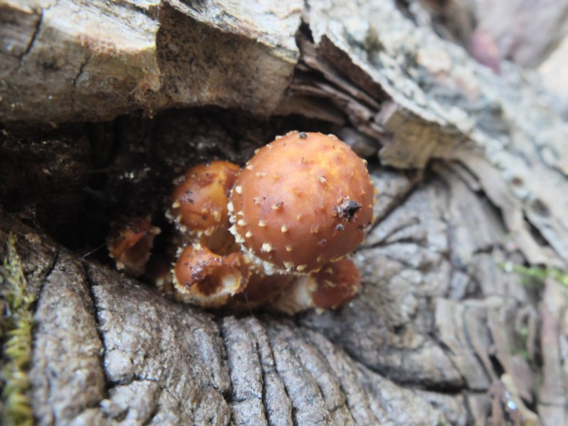 Hemipholiota populnea (Pers.) Bon, 1986