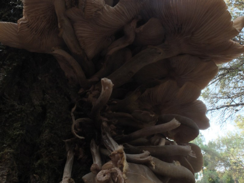 Hemipholiota populnea (Pers.) Bon, 1986