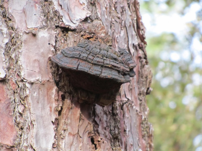 Heterobasidion annosum (Fr.) Bref., 1888