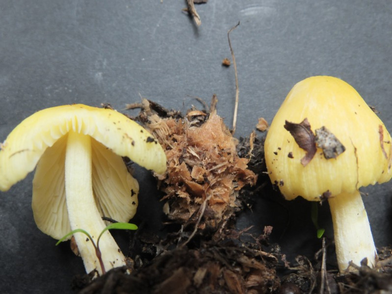 Hygrocybe aurantiolutescens P.D.Orton, 1969