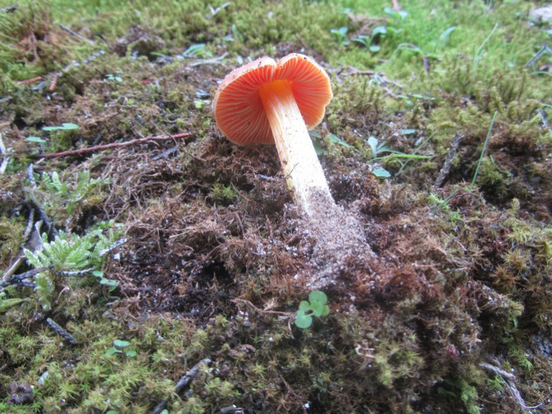 Hygrocybe conica (Schaeff.) P.Kumm., 1871