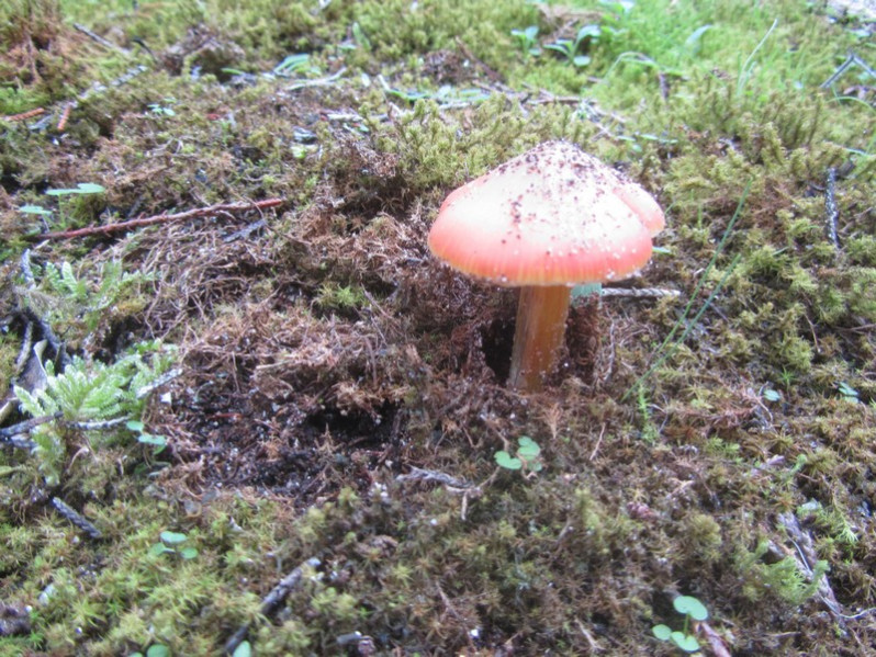 Hygrocybe conica (Schaeff.) P.Kumm., 1871