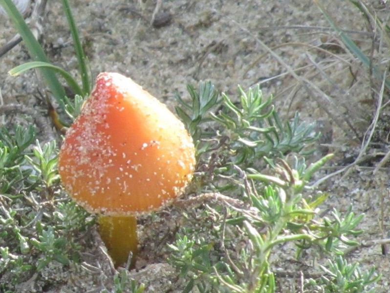 Hygrocybe conicoides (P.D.Orton) P.D.Orton & Watling, 1969