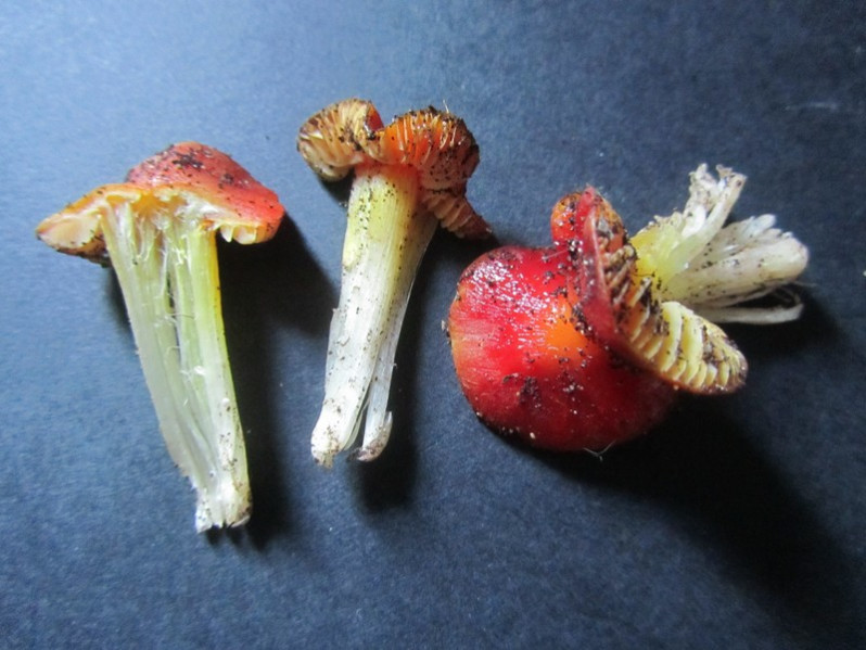 Hygrocybe persistens (Britzelm.) Singer, 1940