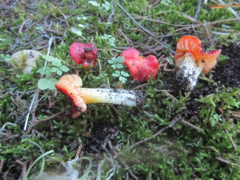 Hygrocybe persistens (Britzelm.) Singer, 1940