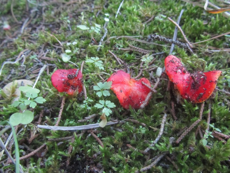 Hygrocybe persistens (Britzelm.) Singer, 1940