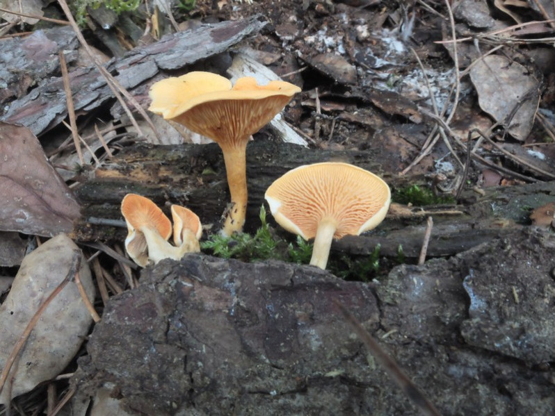 Hygrophoropsis aurantiaca (Wulfen) Maire, 1921