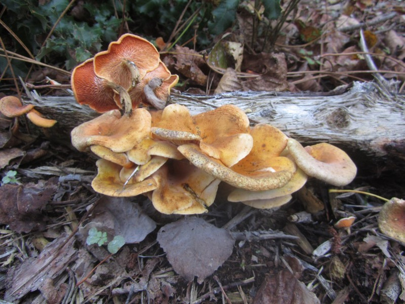 Hygrophoropsis aurantiaca (Wulfen) Maire, 1921