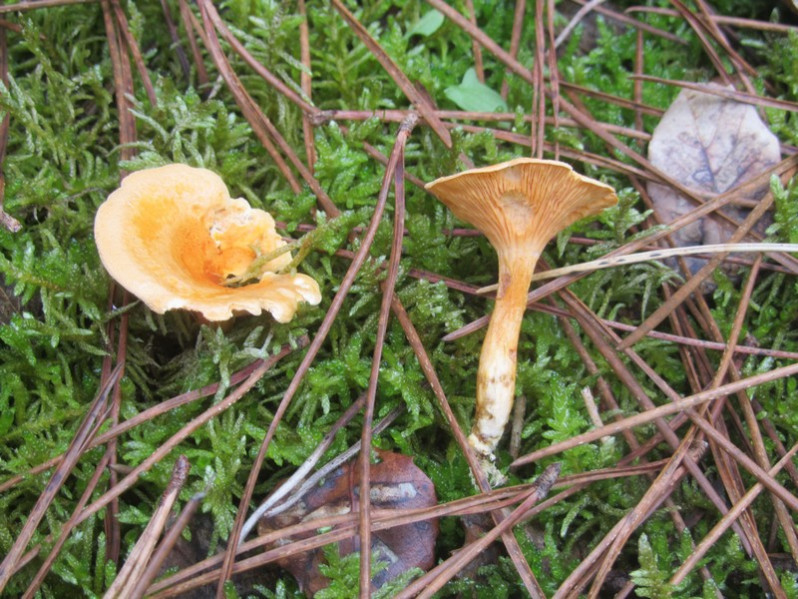 Hygrophoropsis aurantiaca (Wulfen) Maire, 1921