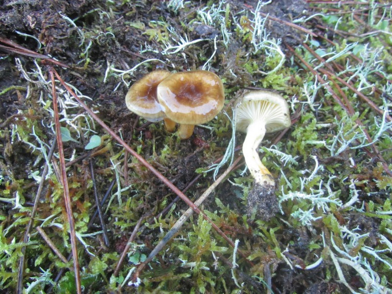 Hygrophorus hypothejus (Fr.) Fr., 1838