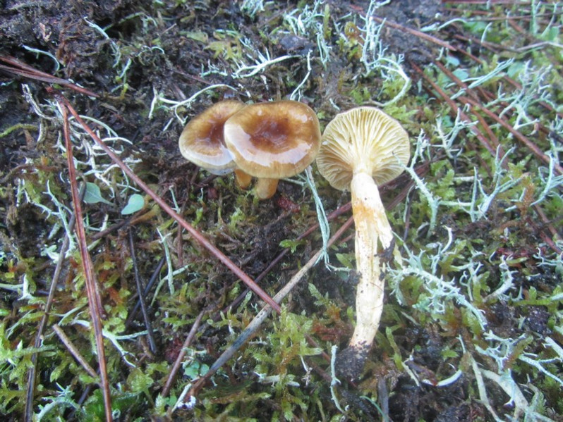 Hygrophorus hypothejus (Fr.) Fr., 1838