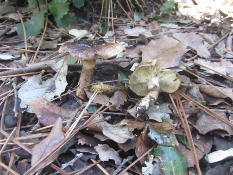 Hygrophorus persoonii Arnolds, 1979